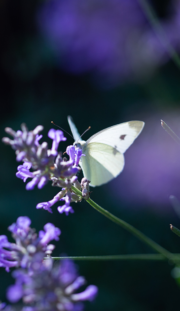 VISUELL Blogbeitrag: Schmetterlingswiese: Foto eines Schmetterlings
