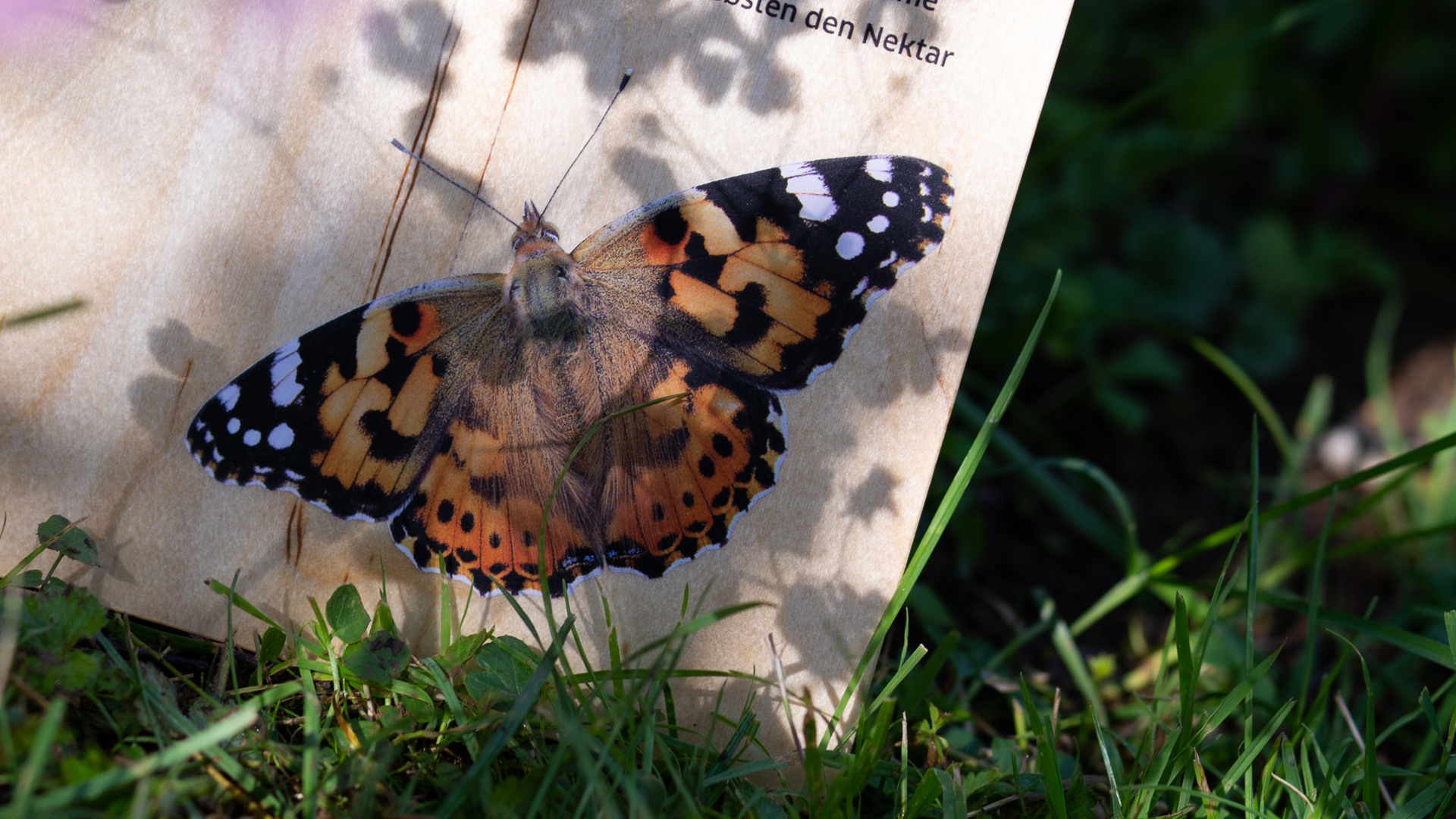  VISUELL Blogbeitrag: Schmetterlingswiese: Schmetterling auf einer Holztafel