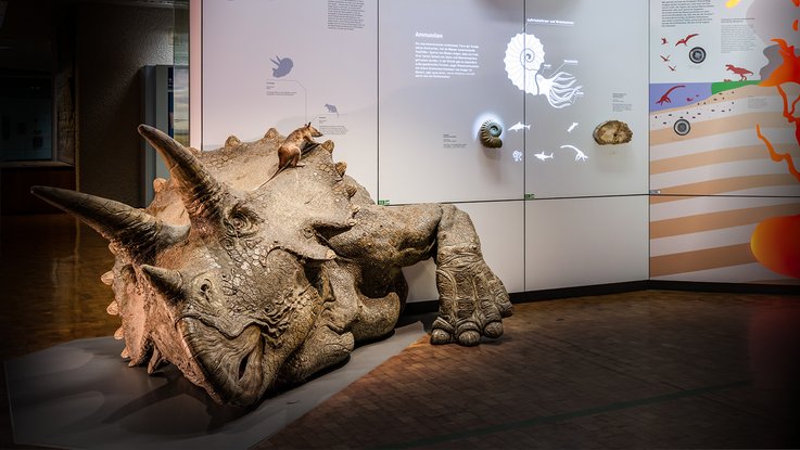 VISUELL Szenografie: Naturkundemuseum: Ein Dinosaurier liegt auf dem Boden vor einer Informationstafel