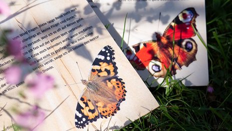 VISUELL Blogbeitrag: Schmetterlingswiese: Zwei Schmetterlinge auf einer Holztafel mit Informationen